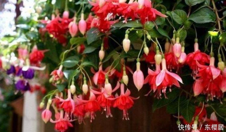 磷酸二氢钾|3种花特别适合养客厅，浇水就疯长，家里摆1盆，比香水还好闻