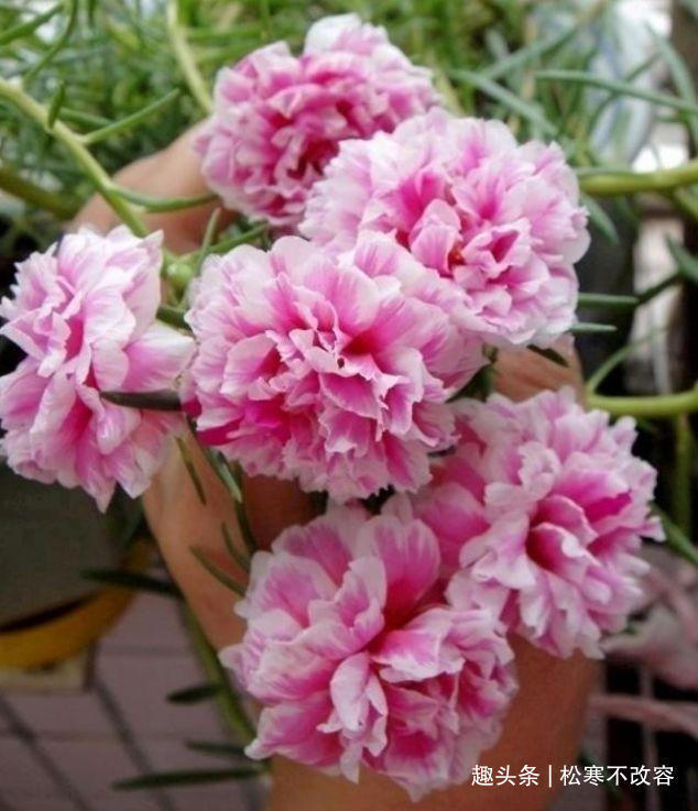 漂亮|养花就养个花期长的，花大色艳，开花多、长期长，漂亮又好养！