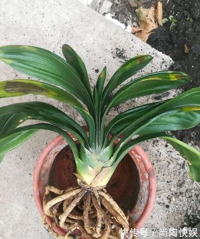 君子兰“烂根”别扔了,1种药水泡一泡,20天生根,长得更旺