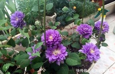 奶奶家的小院,养了2棵花,三年之后,朋友都专门去欣赏,太好看!