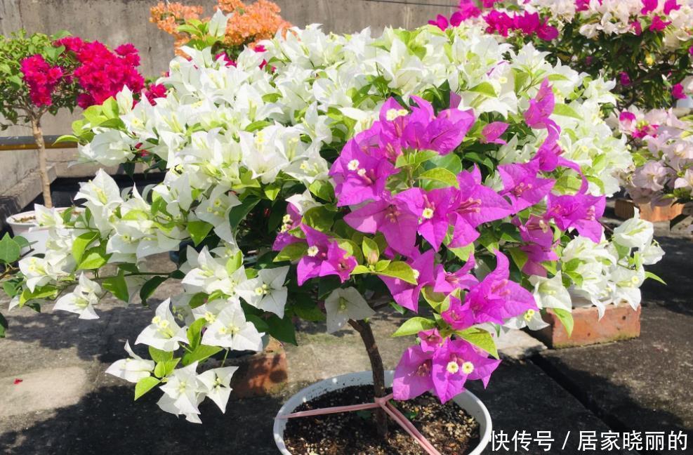 光照|三角梅长出花苞后,“3件事”不能做,不然花苞全部“憋”回去!