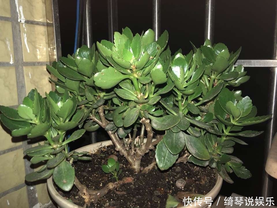 让长寿花、天竺葵花朵开爆盆记住1个“时间表”,跟着学就行了