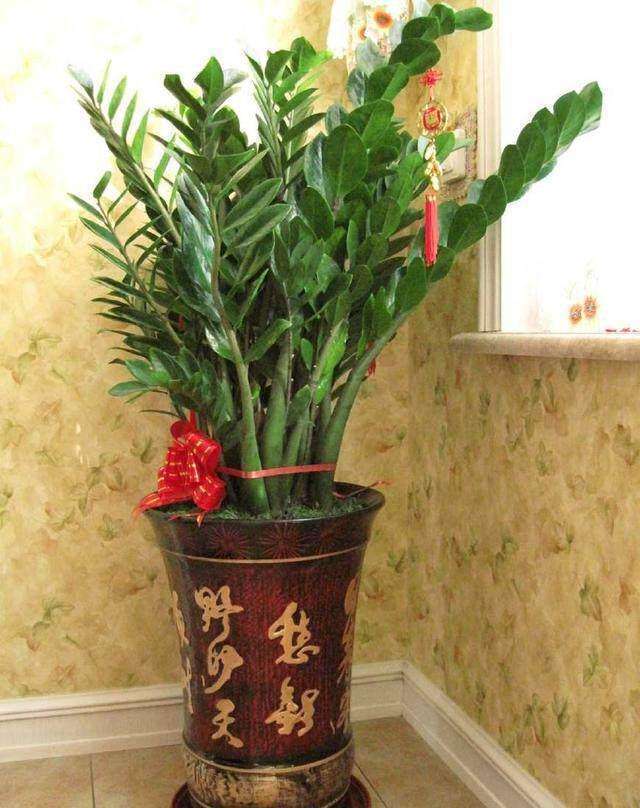 客厅养花别乱养,选5种花,好养好看,高端大气上档次