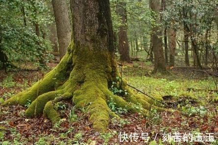 皂角林#杨万里冬日抒怀,吟诵了一首七绝,含蓄蕴藉,却打动人心