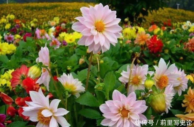 花大色艳|养花就养个花期长的,花大色艳,爆起盆阳台美成花