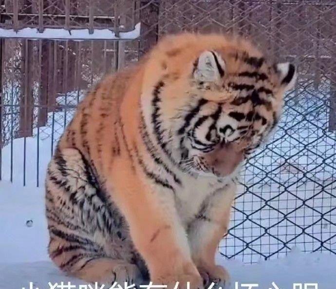 段子神|皮肤太白是种啥体验?好家伙,太阳底下像灯管一样