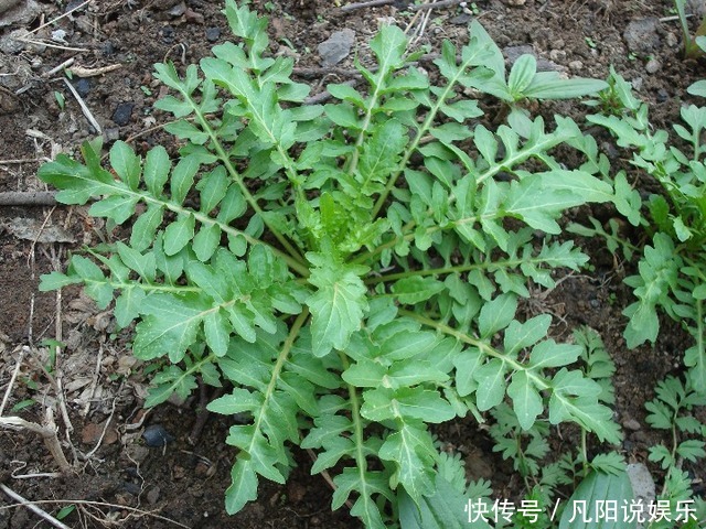 乡村里的人人爱吃的寻常野菜，吃了这么多年才知道它叫荠荠菜