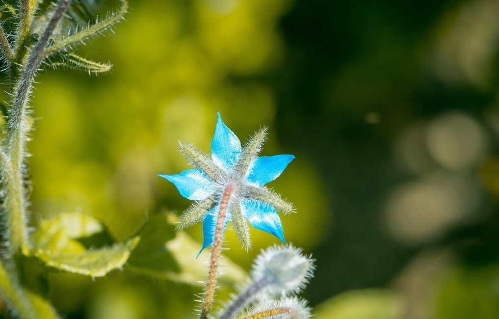 此花被称为勇气之花，还可以用在菜肴里面，花朵小巧可爱