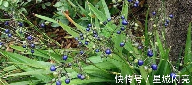 汉文帝|此草有剧毒，看到千万要注意，不要乱采摘，毒性可用来制成老鼠药