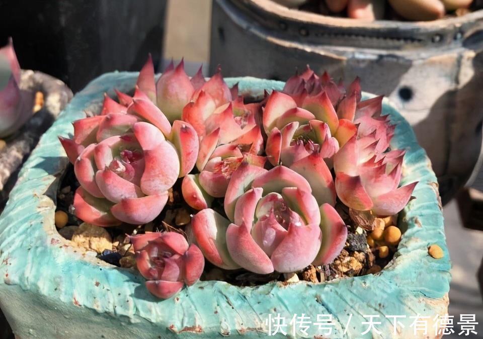 阳台党|阳台养多肉不能错过5款莲座型的品种，与价钱无关，就是很适合