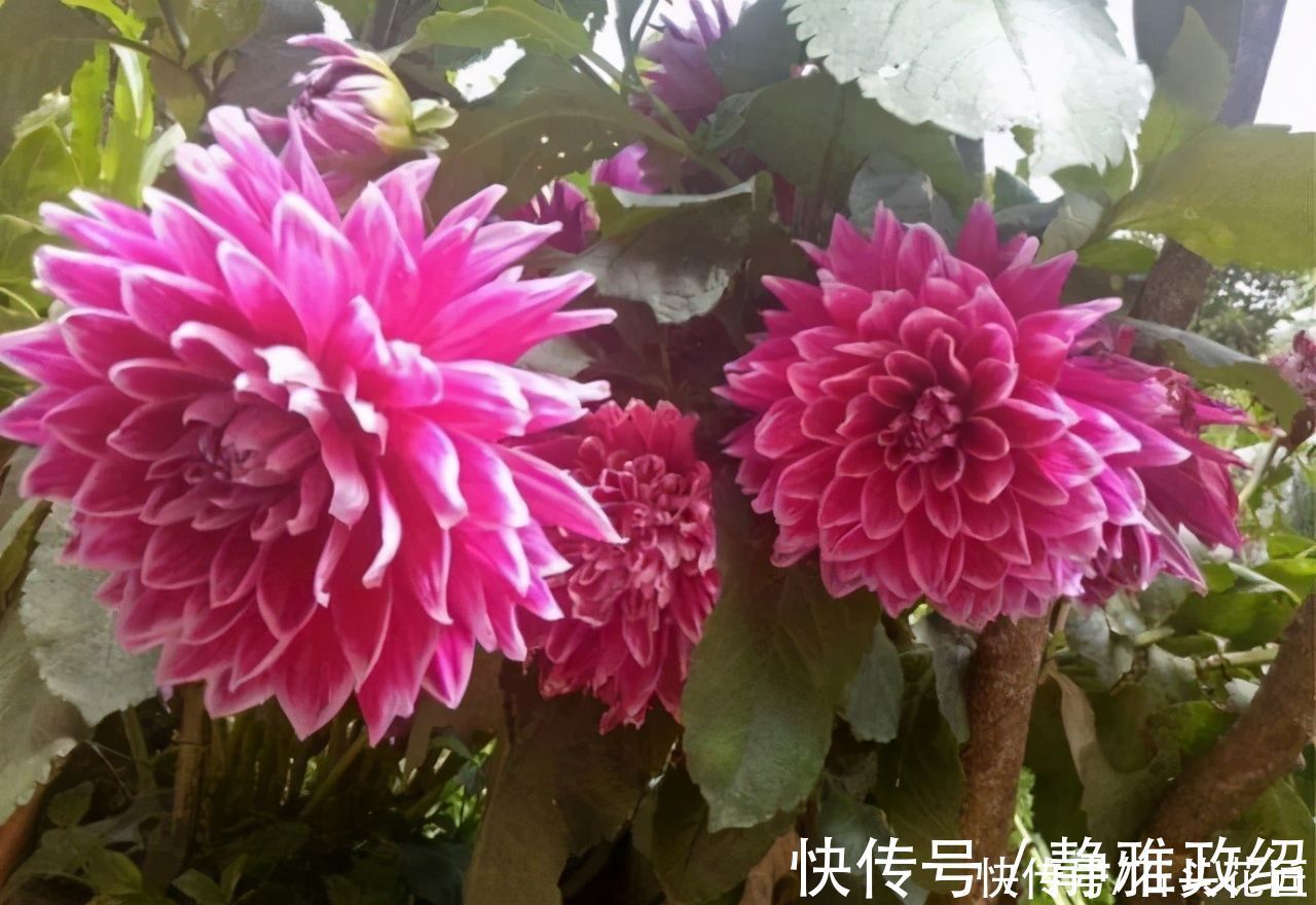 冬天“装死”的4种花，过冬不用管，明年早早就“开花”