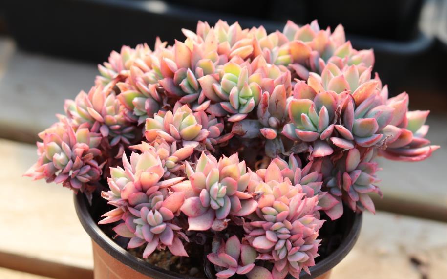 春天养花,浇水也是一门学问,如果浇水不当,这些植物会严重受损