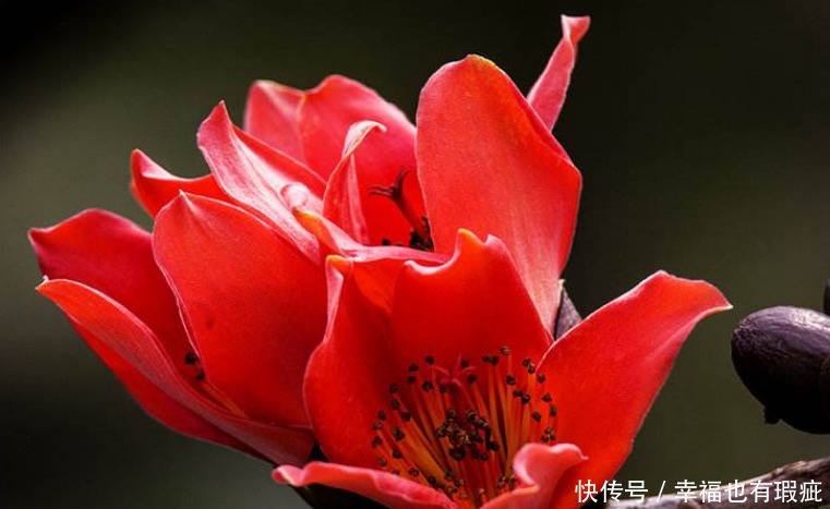 此花盛开时，娇艳的花朵宛如英雄的鲜血染红了树梢，十分绚丽夺目