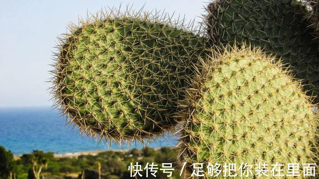 植物刺|有刺植物的刺是如何起源和演变的？有什么类型和效用？
