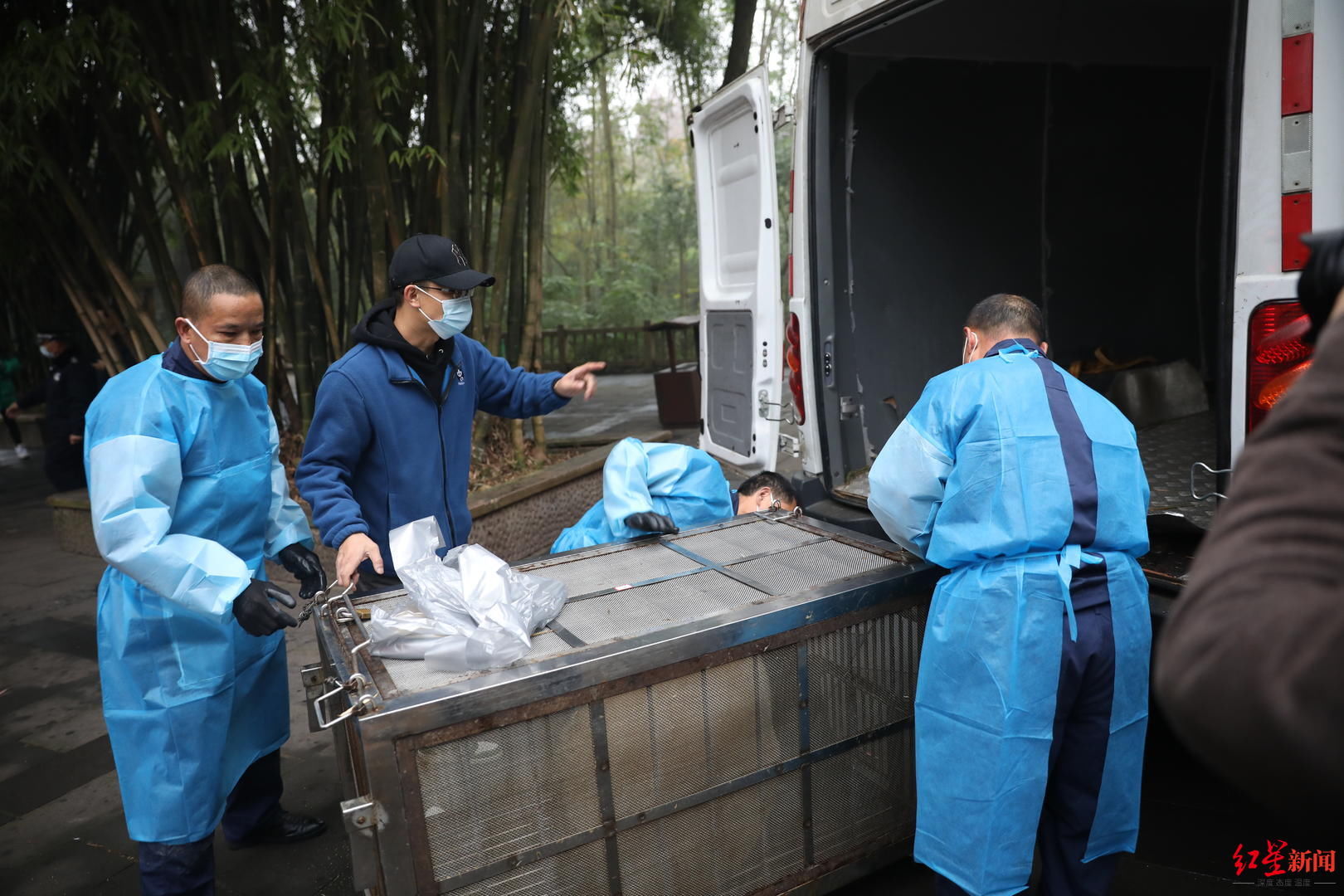 杨奎兴|更注重动物“隐私”！明年年初成都熊猫基地扩建区预开园，11个场馆亮相