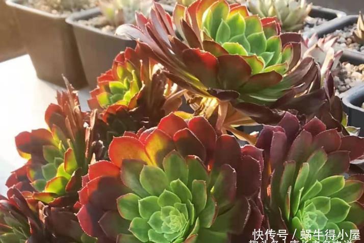 多肉嘉年华法师平常十分低调,但养出状态后它的颜值不输任何多肉