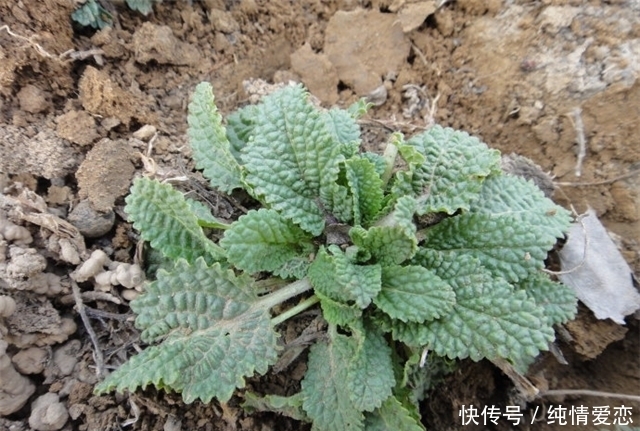蟾蜍草|農(nóng)村這個(gè)草，葉子看起來(lái)坑坑洼洼，它的價(jià)值珍貴