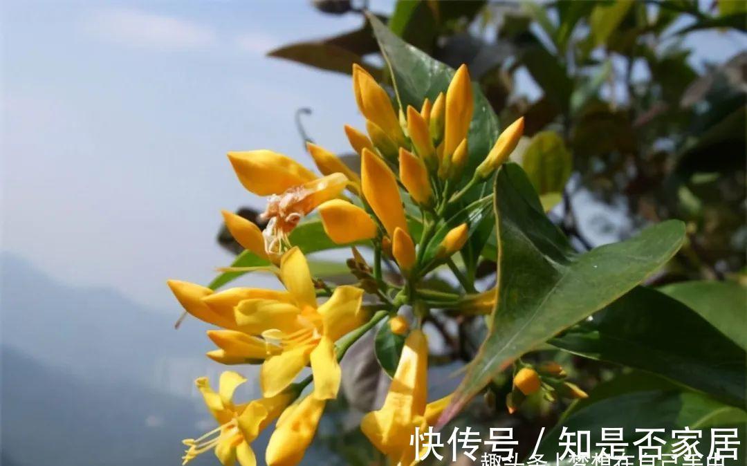 汁液|毒性很强的“网红花”，商家告诉你它有多好看，闭口不提它有多毒