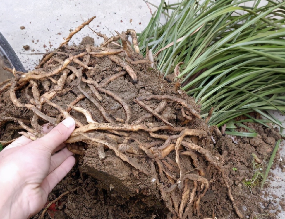 给花换完盆要不要浇水这叫“定根水”,只有“1类”植物不用浇