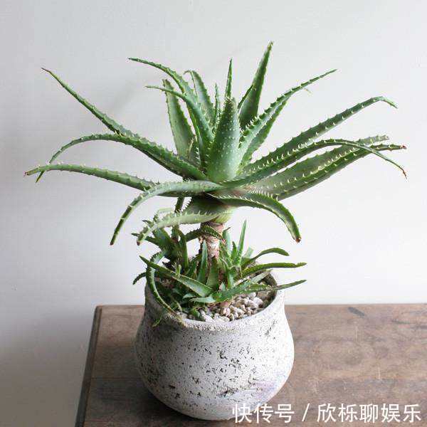 芦荟别乱放，放在这里养，才是最对的地方