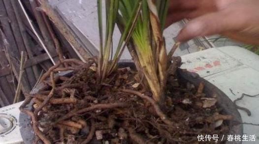 羊粪|这些“硬”东西埋在花盆里,从不烂根,越养越旺盛