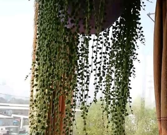 6种花适合吊起来养，挂在窗前，比窗帘还好看