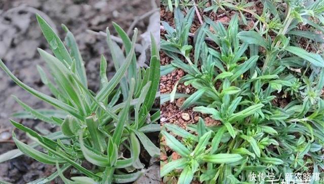 雙胞胎|農(nóng)村5對(duì)“雙胞胎野菜”,城里人傻傻分不清,第5對(duì)農(nóng)村人也搞混