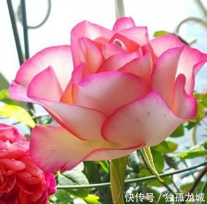 最有仙气的4种花,迷人的花朵,好养又漂亮,一开就是300多天