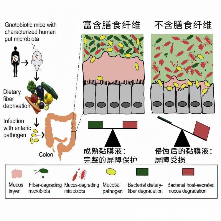 cts|什么是膳食纤维？《柳叶刀》点名表扬：可降低死亡风险，延长寿命