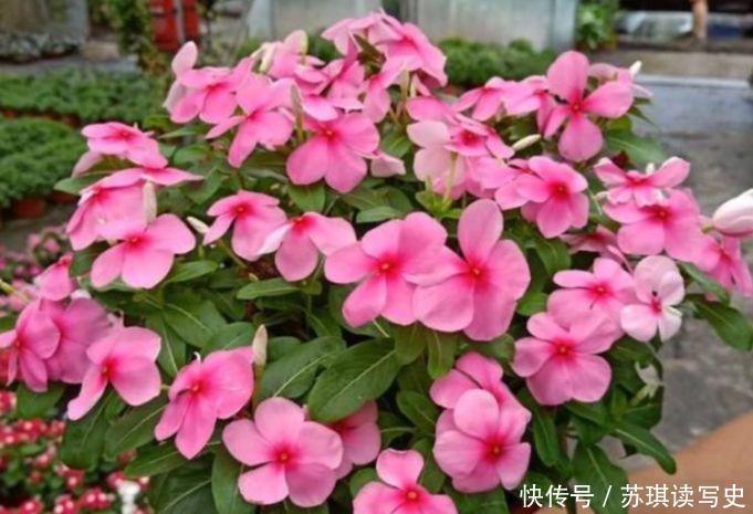 漂亮|4种花开花机器,漂亮又好闻,全年开花不断