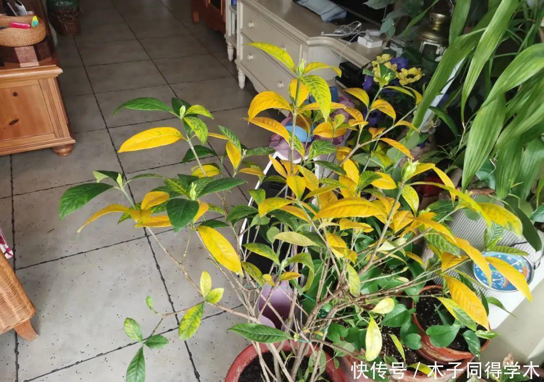 马上进入花期的花,10天一次肥,下个月就开花