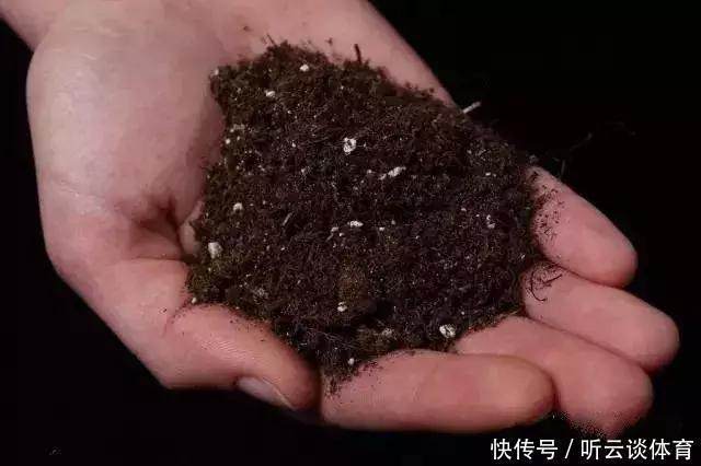 有机质|只要1样东西,保你的花从不烂根、黄叶,长得还比别人快10倍!