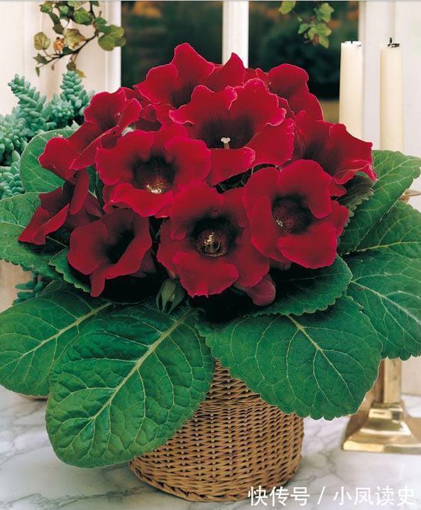 6种“富贵花”天生怕晒，客厅没光照，照样开满花，吉利旺家