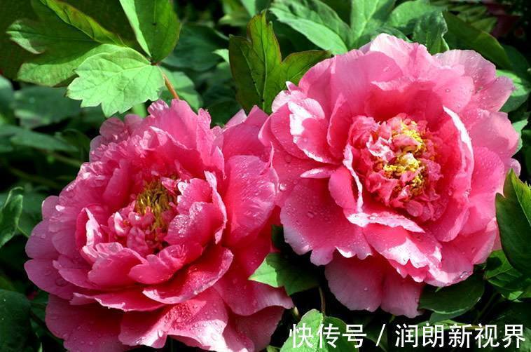 枝茎|芍药、牡丹啥傻傻分不清记住这几点就行啦!