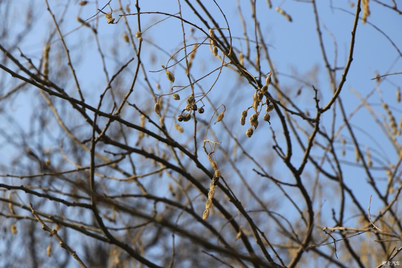 春暖花开|老伊寻访汉槐公园