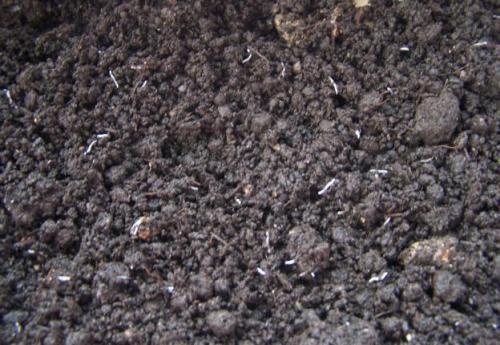 花草|养蟹爪兰,掌握4个小技巧,过年时绿叶间挂满“红花”