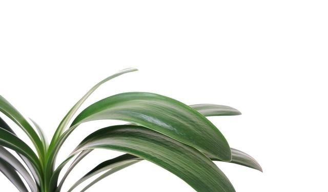 夏天来了,君子兰喜欢“1多2少”,既能安全度夏,又能长花芽