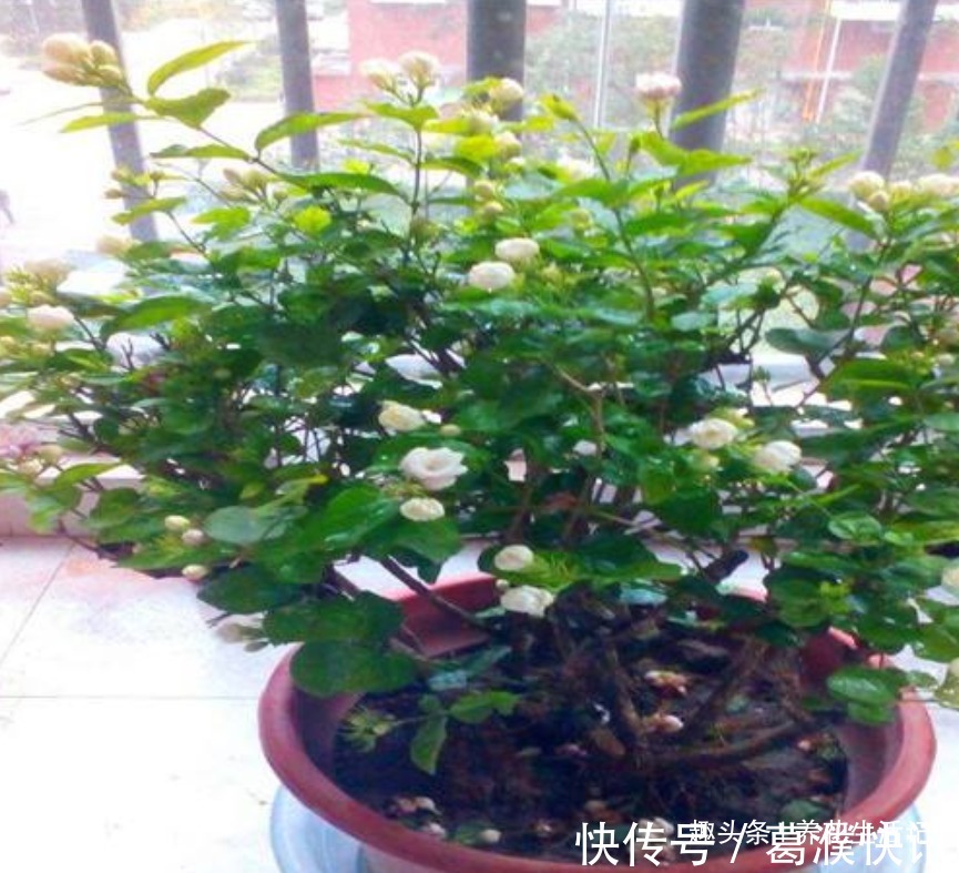 茉莉花怎么养学会“3个”方法,枝条健壮叶子绿,花朵洁白繁多