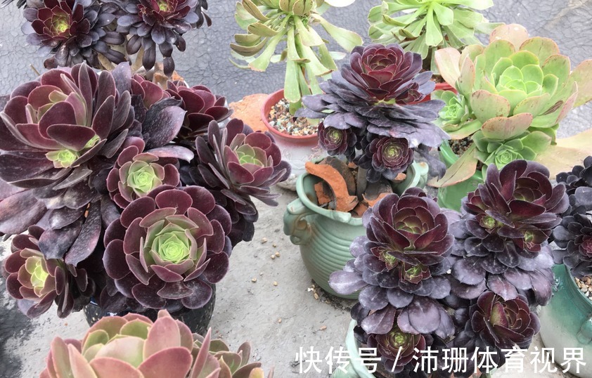 养多肉黑法师,将注意力集中在这3点,盆栽长得格外精神