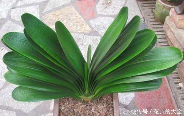 一条线|君子兰歪七扭八太难看?平常只需做2步,让它叶片整齐“一条线”