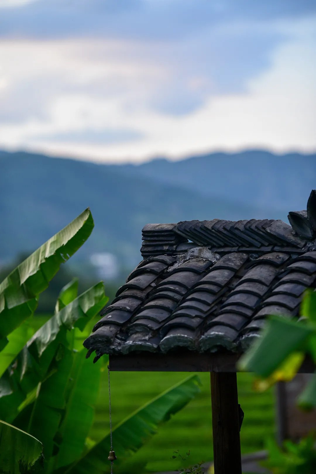 娇怯|雨打芭蕉，一枕清梦