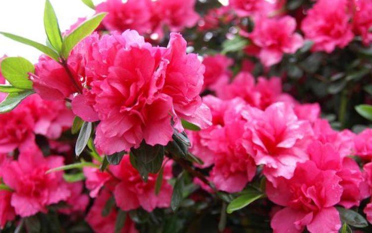 几种花开花又大又多、花开香飘溢满屋,阳台变温馨花园