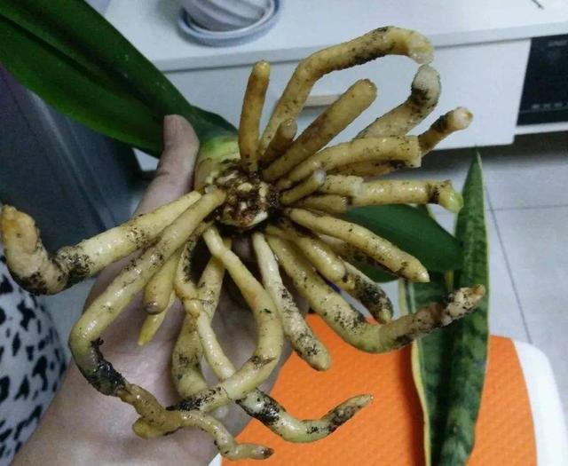修剪|君子兰换盆时要剪根别太随意,剪错会整盆死