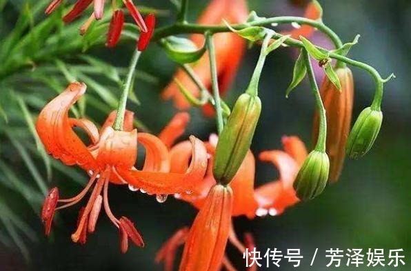 养百合,就养“山丹花”,颜色艳、花量大,半月不管,照样爆满盆