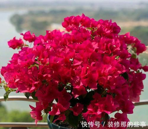 新手|5种花,现在扦插正当时,天越热生根越快,适合新手