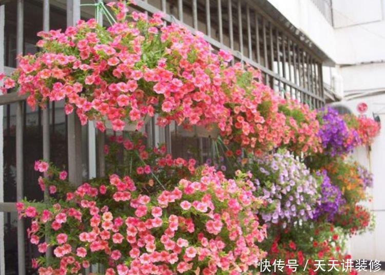 种花|养人又旺财的“4种花”,开起花来拦不住,一养就上瘾!