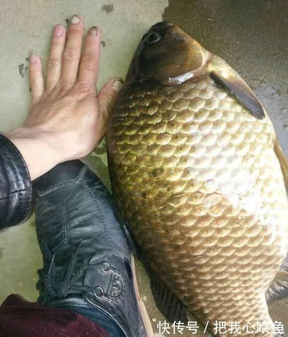 水域|我国一种杂交鱼,常被冒充土鲫鱼,很多钓友也分不清