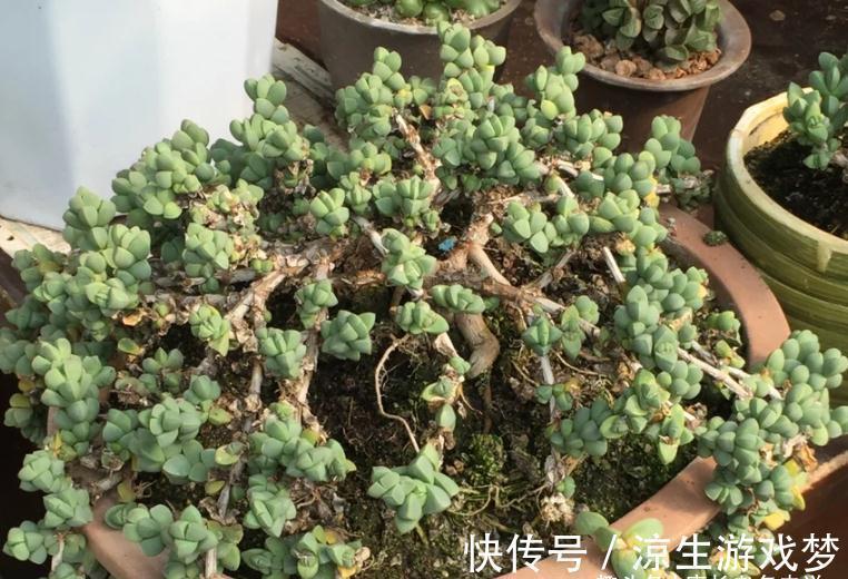 多肉鹿角海棠和劳尔,一个可以打造盆景和赏花,一个出状态后超美