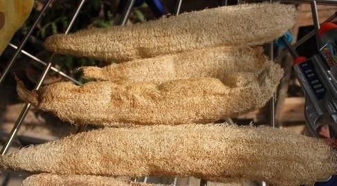 分钱|“3种料”垫盆底,花卉越长越有劲,不花1分钱,养啥旺啥