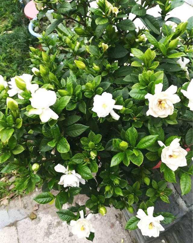 养“栀子花”,注意1个小细节,不黄叶、不掉苞,油绿茂盛开花多